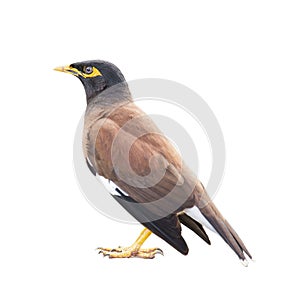 Common Myna isolated on white background embed clipping path