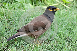 Common myna photo