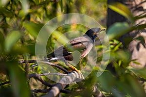 A Common Myna Scavenging in the Branches