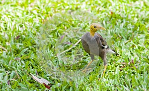 A common myna with shaved head