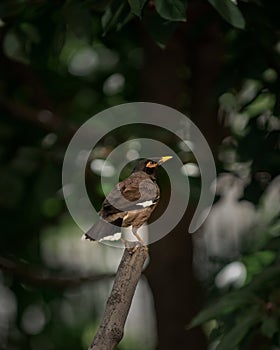 Common myna sitting on branch in garden. Bird with yellow beak on blurred green background. Bird in family Sturnidae,
