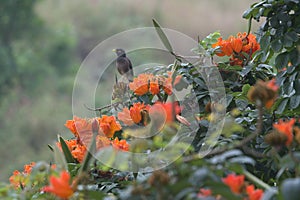 Myna sitting on a 'Shimul' tree during spring