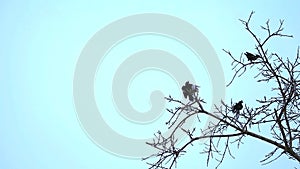 Common Myna are standing on dry branch trees other bird flying to them