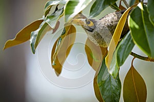 Common Myna (Sturnus tristis) bird in a bush in Australia