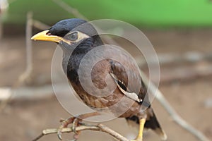 Común sagrado pájaro en naturaleza retrato común sagrado en naturaleza difuminar 