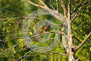 Common myna on tree brach with blurred green background