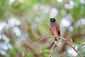 Common mynah acridotheres tristis sits on tree branch in Lumphini Park, Bangkok