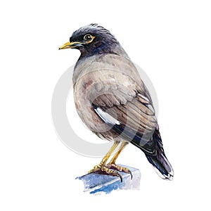 Common mynah watercolor illustration. Indian bird standing single hand drawn closu up image. Tropical asia mynah isolated on white