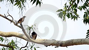 Common mynas birds