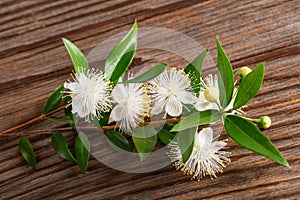 Common myrtle branch with flowers