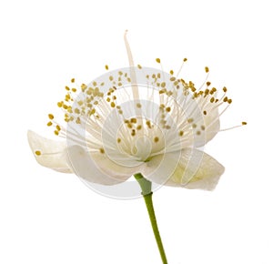 Common myrtle  flower