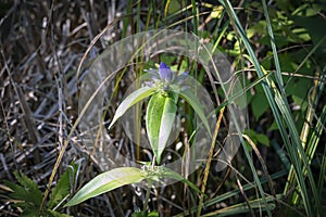 The common name `bottle gentian Gentiana andrewsii