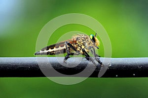 The common name Robber fly