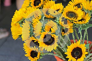The common name, `sunflower`, typically refers to the popular annual species Helianthus annuus, or the common sunflower,