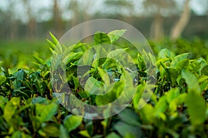 Common Name tea. Taxonomic Tree  Domain  Eukaryota photo