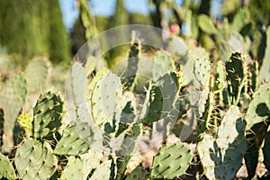 Opuntia dillenii or stricta photo