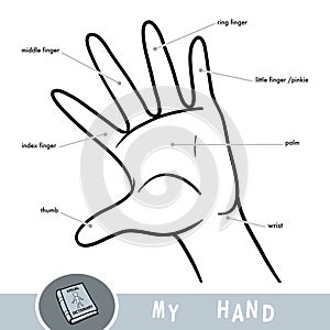 Common names for fingers of hand