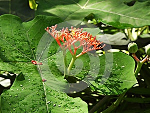Buddha belly plant (Jatropha podagrica) photo