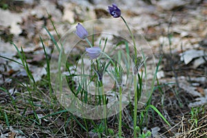 Common names include Eastern pasqueflower, prairie crocus, and cutleaf anemone