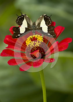 Common nawab butterfly