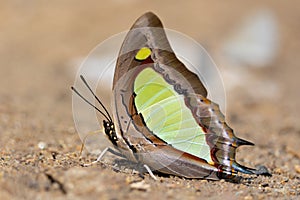 Common Nawab butterfly drinking water on soil