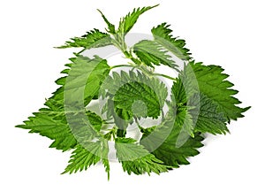 Common nettle