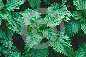 Common nettle bush outdoors. Urtica dioica. Stinging nettle plant. Herbal medicine concept. Foliage green background. Leaves