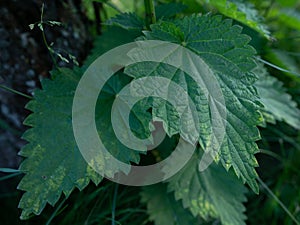 Common nettle bush outdoors. Urtica dioica. Stinging nettle plant. Herbal medicine concept. Foliage green background. Leaves