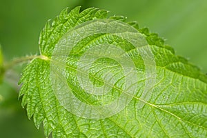 Common nettle plants with defensive stinging hairs on green leaves and stems