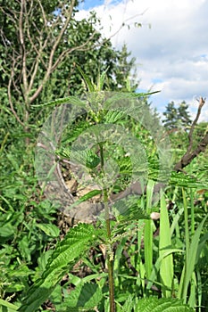 Common nettle or Stinging nettle (Urtica dioica)