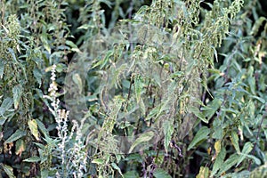 Common nettle thickets
