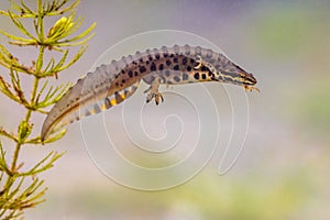 Common newt amhibian in freshwater habitat