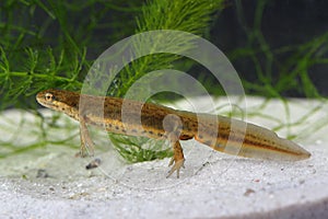 Common newt (Lissotriton vulgaris) in the pond