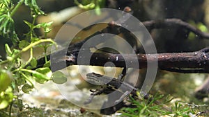 Common newt or smooth newt, Lissotriton vulgaris, male freshwater amphibian in breeding water form rest on a twig, biotope