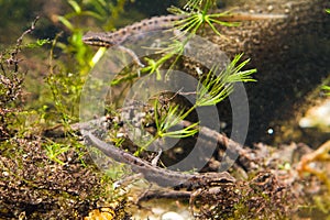 Common newt or smooth newt, Lissotriton vulgaris, males rivals in biotope aquarium, fauna photo