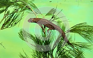 Common newt or smooth newt, Triturus vulgaris photo