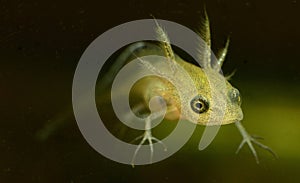 Common Newt Tadpole