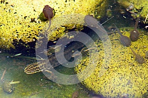 Common Newt and Tadpoles in a pond