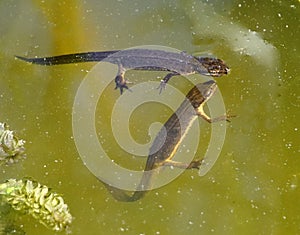 Common Newts in a garden pond photo