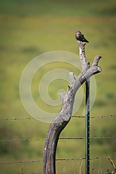 Common nighthawk