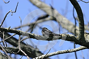 Common Nighthawk  602201