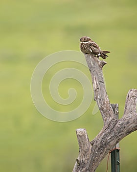 Common nighthawk