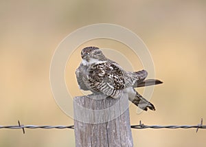 Common Nighthawk chordeiles minor