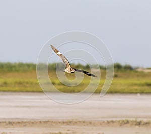 The common nighthawk Chordeiles minor flying over wetland