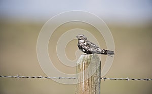 Common Nighthawk (Chordeiles minor) Perched on a Post
