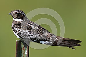 Common Nighthawk (Chordeiles minor) on a post