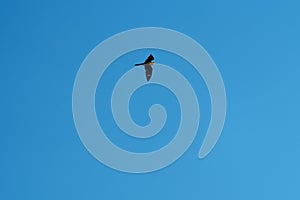 Common nighthawk gliding and feeding in the sky