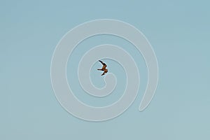 Common nighthawk gliding and feeding in the sky photo