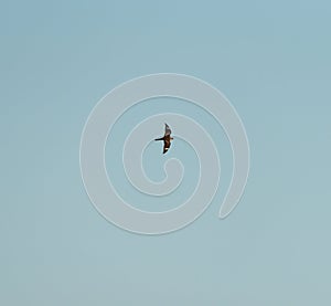 Common nighthawk gliding and feeding in the sky photo