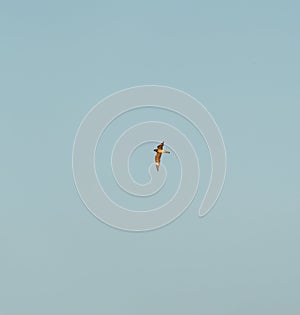Common nighthawk gliding and feeding in the sky photo